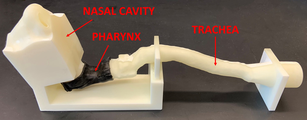 Replica of the human upper airway with a collapsible (silicone) pharynx created with 3D printing.