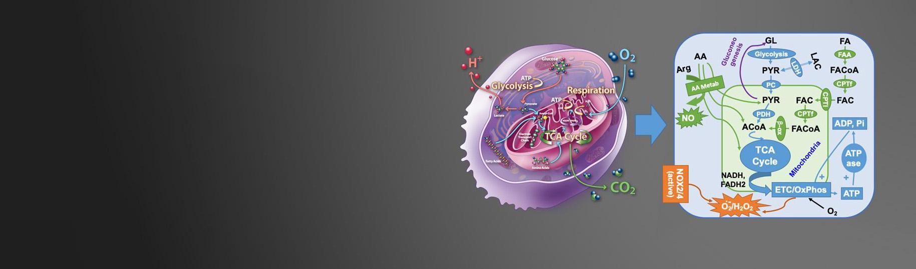 Illustration of computational models of mitochondrial function