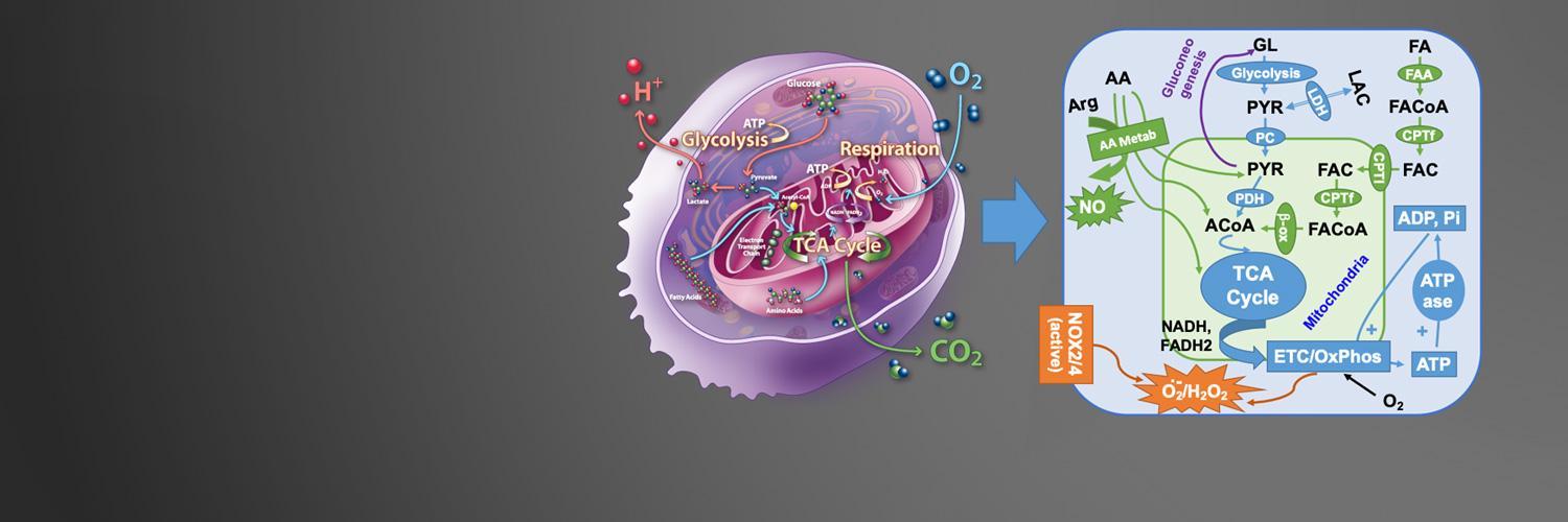 Illustration of computational models of mitochondrial function