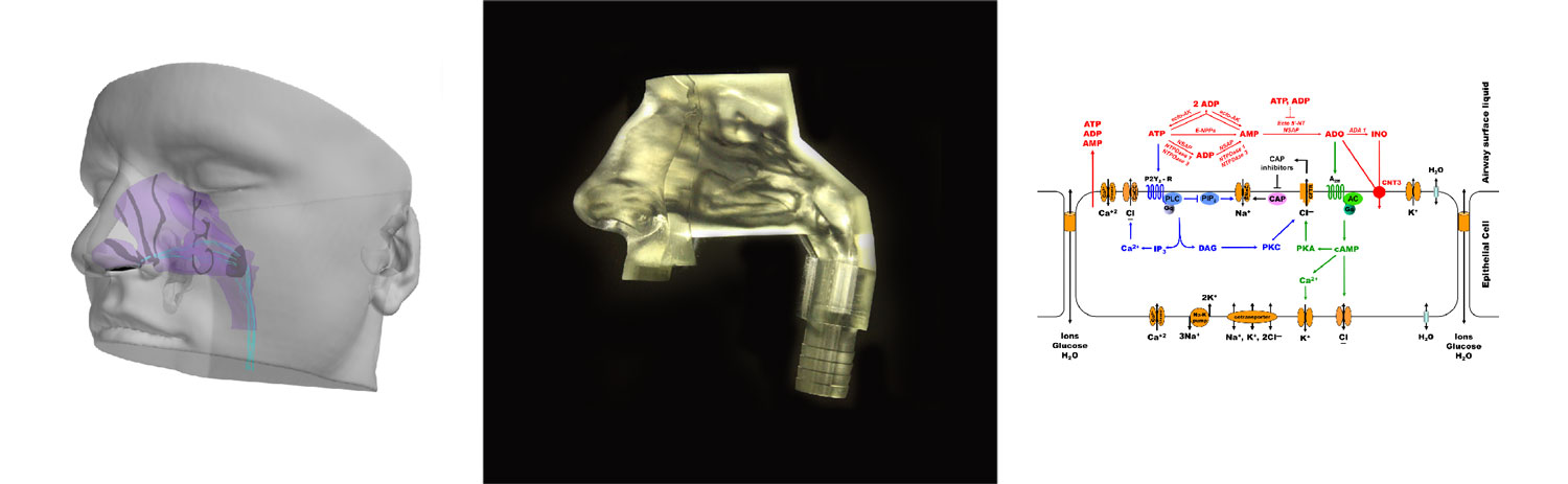 Science Images from the Airway Biomechanics Laboratory