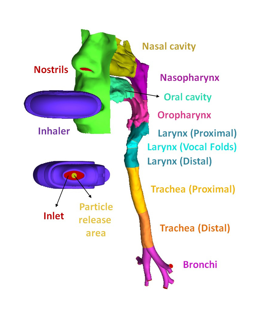 Computational fluid dynamics (CFD) model of the human upper airway,  including a dry powder inhaler used to treat asthma.