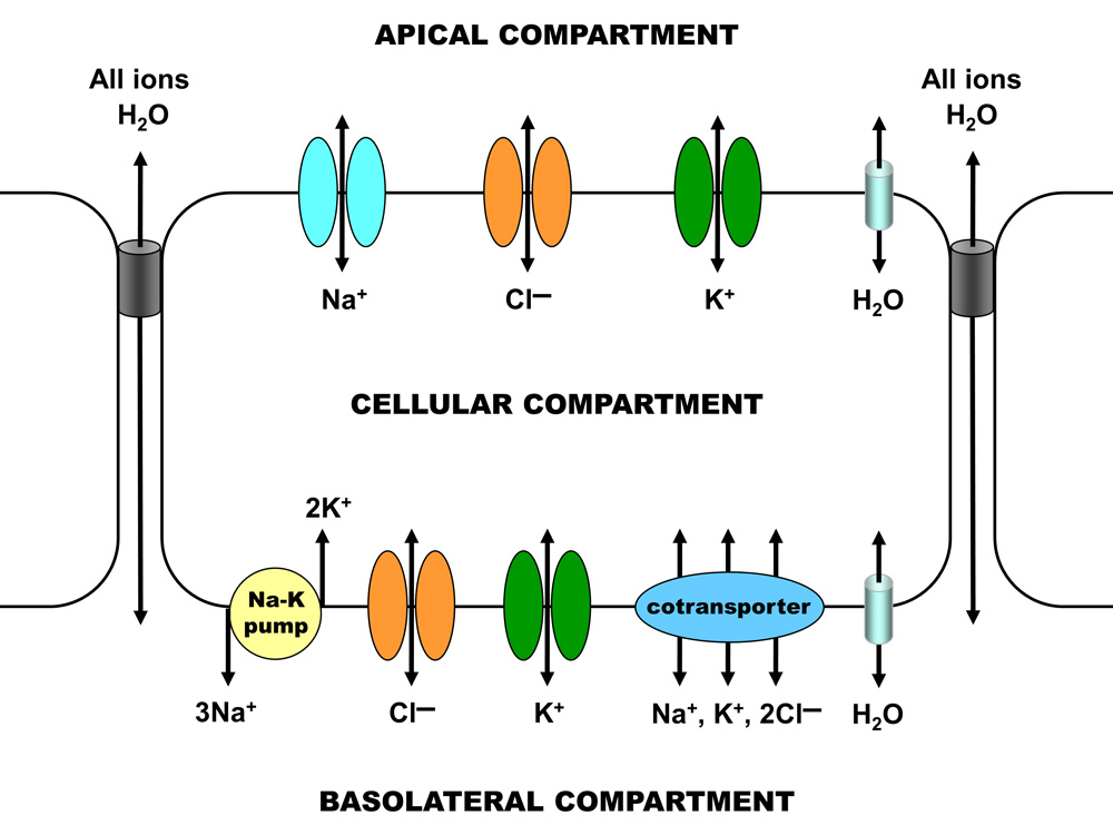 Model illustrating ion transport between the apical, cellular and basolateral compartments.
