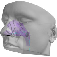3D rendering of nasal cavities