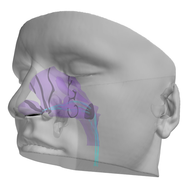 Image of computer generated 3D model illustrating nasal airflow in the human head 