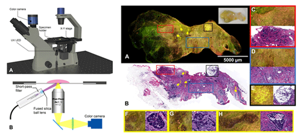 Instrument and Images for Scanning Microscopy