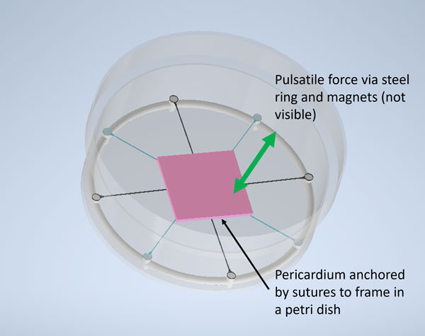 Illustration of pulsative force testing on pericardium