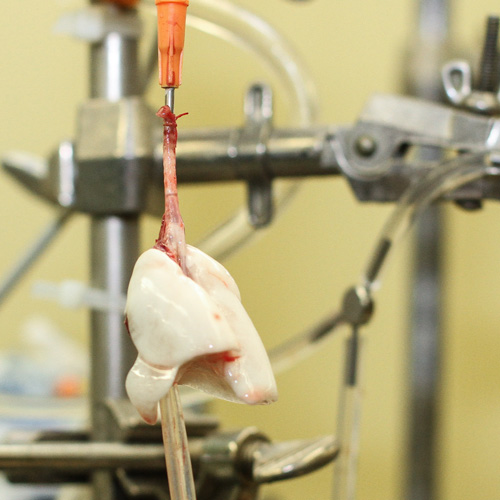 Isolated Lung on Ventilation-perfusion System in Computational Lung Physiology Laboratory