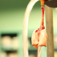 Isolated rodent lung on ventilation-perfusion apparatus