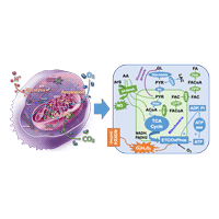 Illustration of compuational model of mitochondrial function