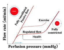 Flow regulation modeled as flow as a function of perfusion pressure