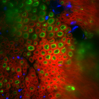 Cross-section of nerve illuminated using optogenetics