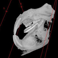Example CT Image captured with MISL technology